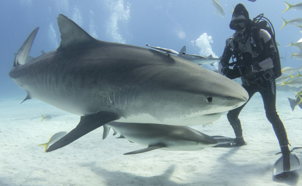 Mitos acerca de los tiburones